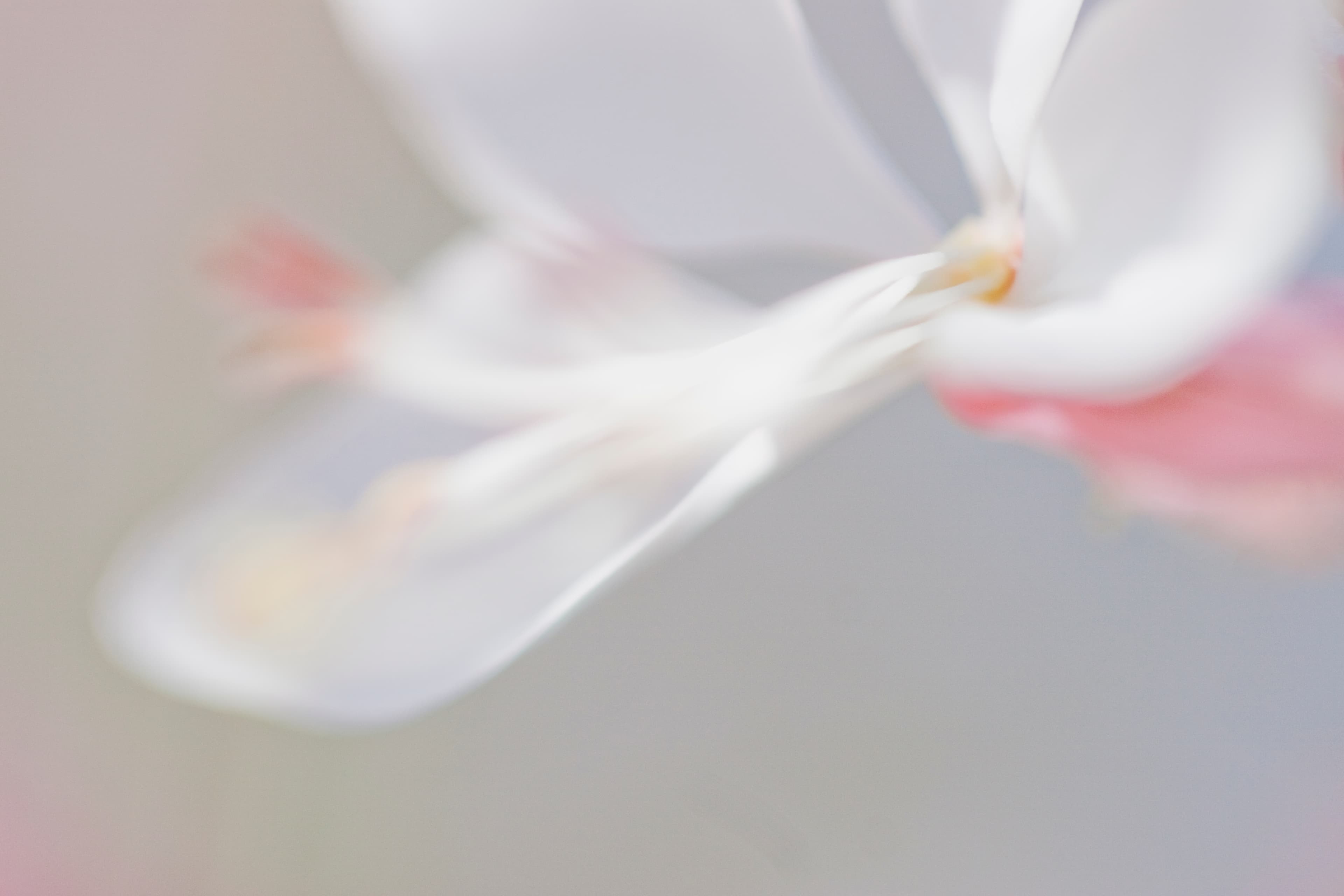 Papillons colorés dans leur habitat naturel